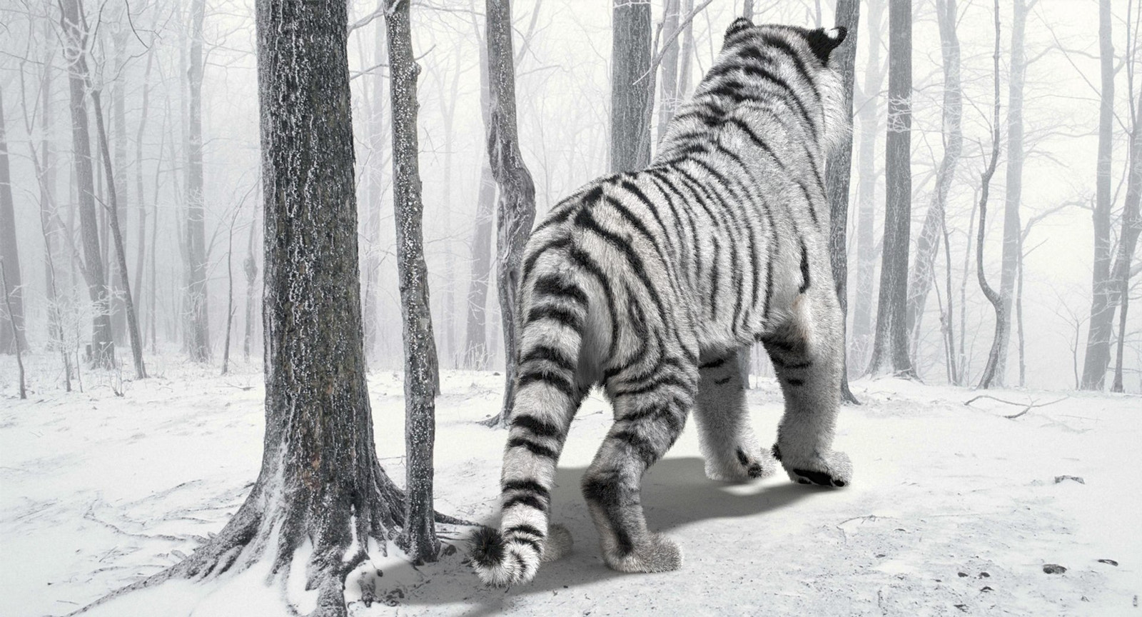 Animated Siberian White Tiger 3D Model with Fur