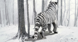 Animated Siberian White Tiger 3D Model with Fur Thumbnail