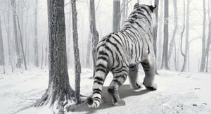 Animated Siberian White Tiger 3D Model with Fur Thumbnail