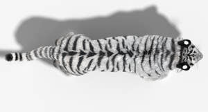 Animated Siberian White Tiger 3D Model with Fur Thumbnail
