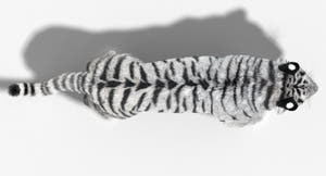 Animated Siberian White Tiger 3D Model with Fur Thumbnail