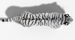 Animated Siberian White Tiger 3D Model with Fur Thumbnail