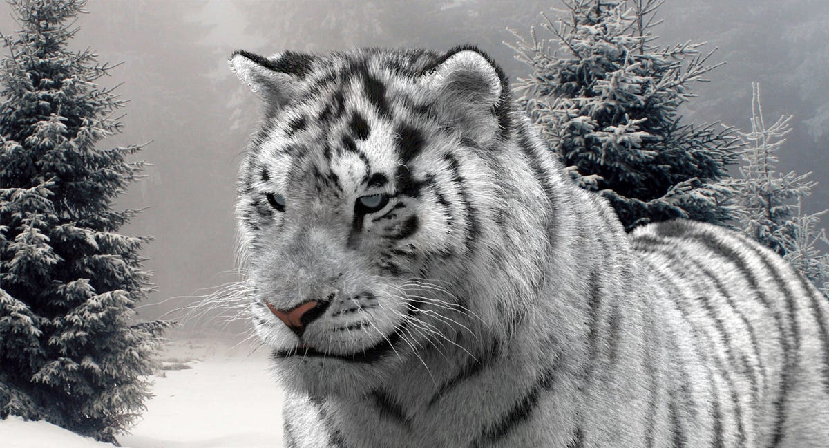 Animated Siberian White Tiger 3D Model with Fur