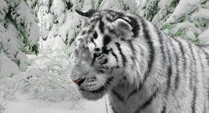 Animated Siberian White Tiger 3D Model with Fur Thumbnail