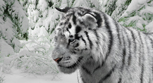 Animated Siberian White Tiger 3D Model with Fur Thumbnail