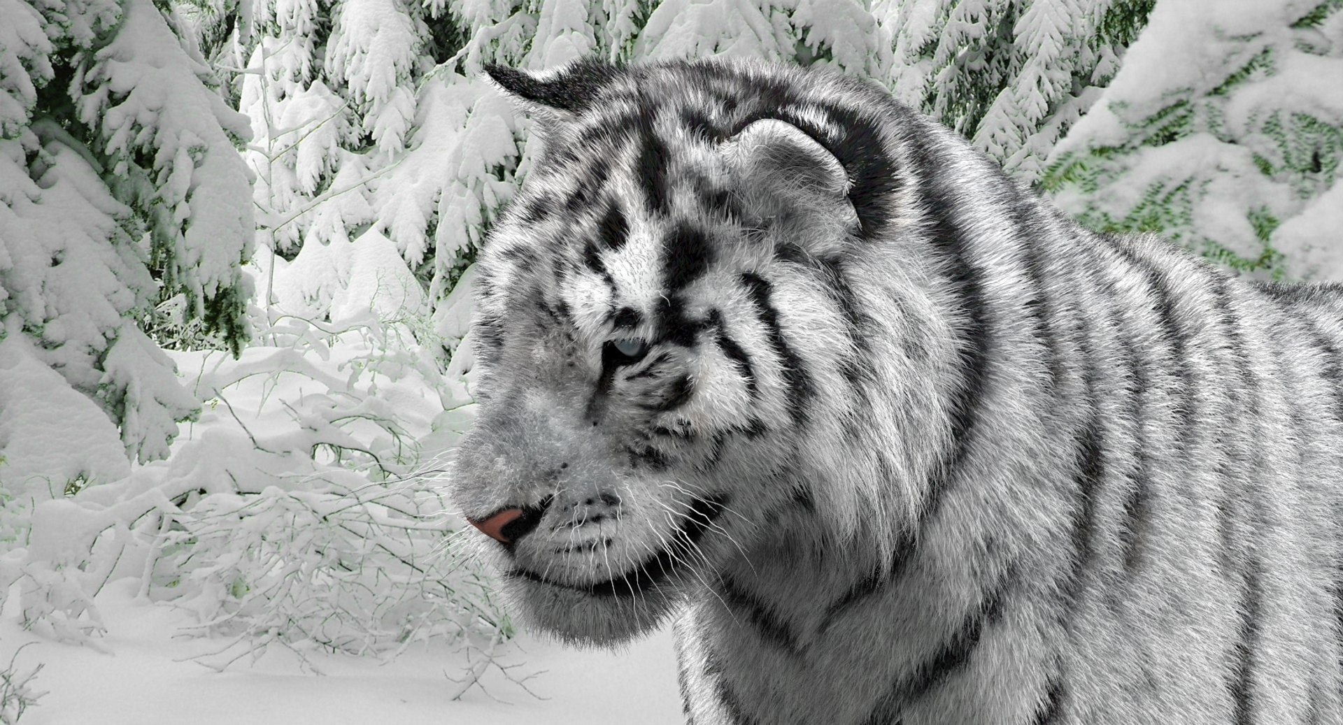 Animated Siberian White Tiger 3D Model with Fur