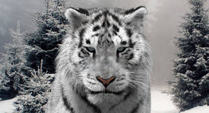 Animated Siberian White Tiger 3D Model Fur Thumbnail