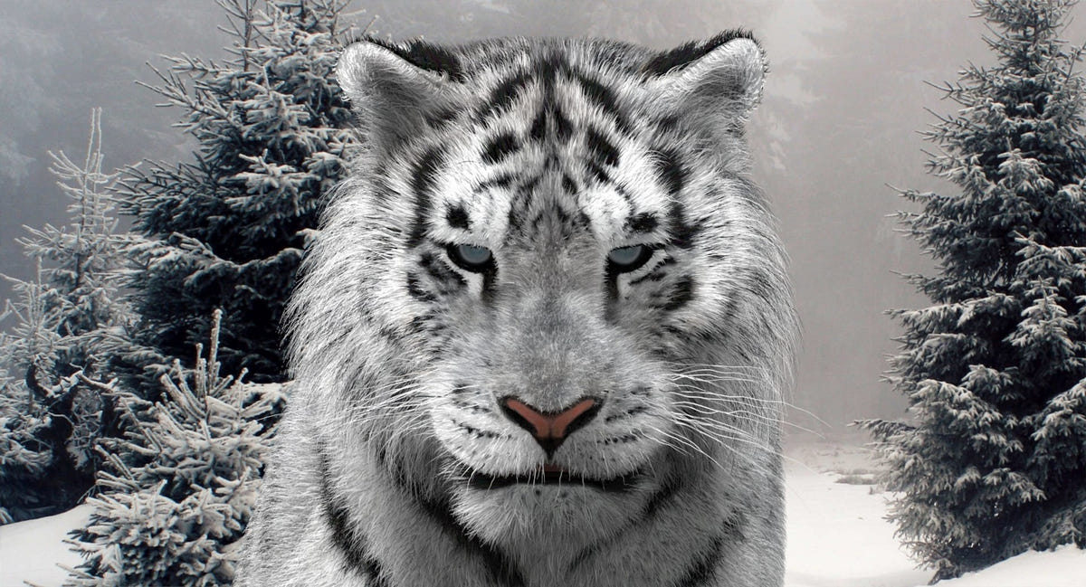 Animated Siberian White Tiger 3D Model - Hair and Fur