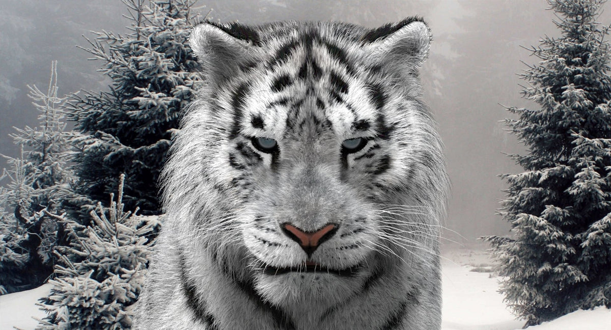Animated Siberian White Tiger 3D Model - Hair and Fur