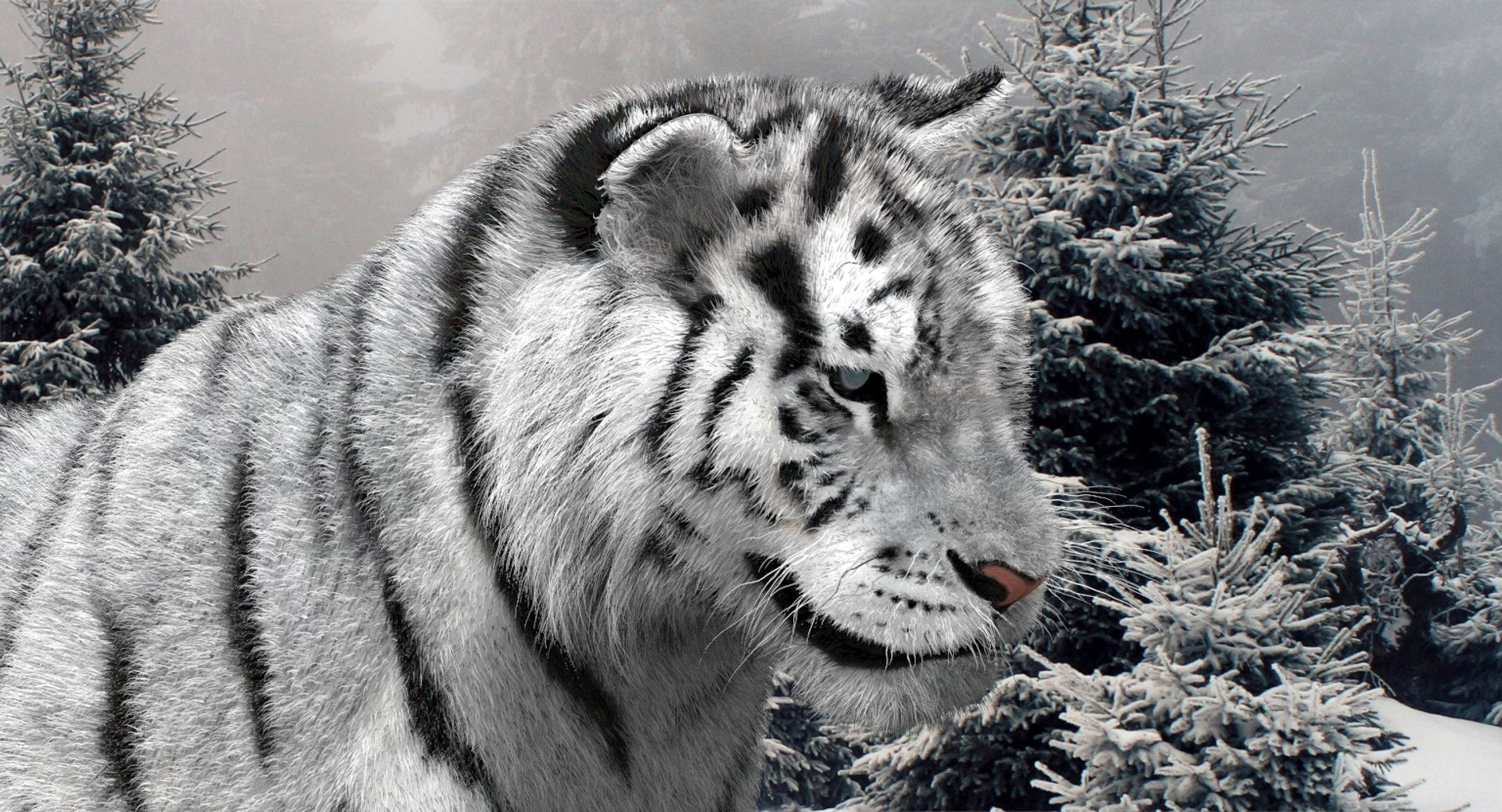 Animated Siberian White Tiger 3D Model Fur
