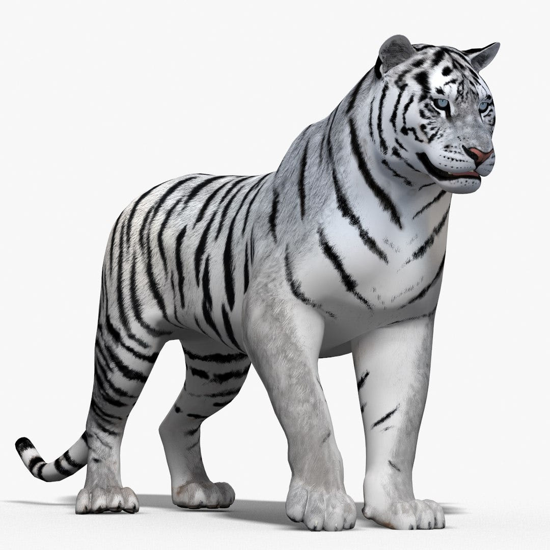 Animated Siberian White Tiger 3D Model - Hair and Fur