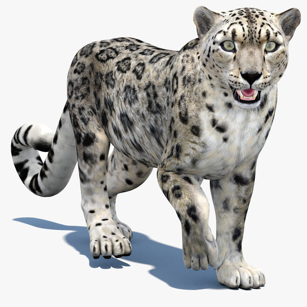 Animated Snow Leopard 3D Model
