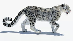 Realistic Snow Leopard 3D Model for Download Thumbnail