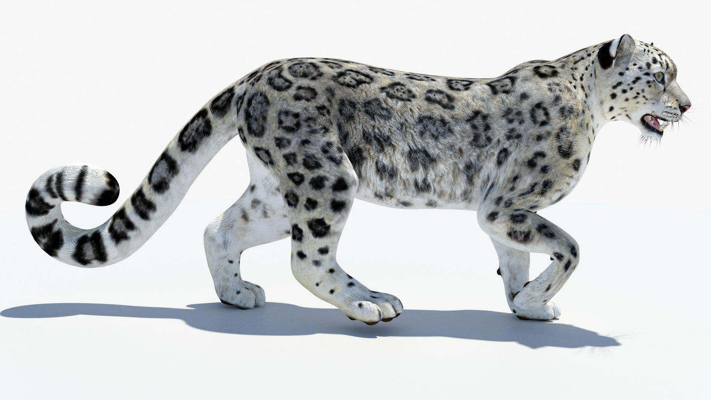 Animated Snow Leopard 3D Model