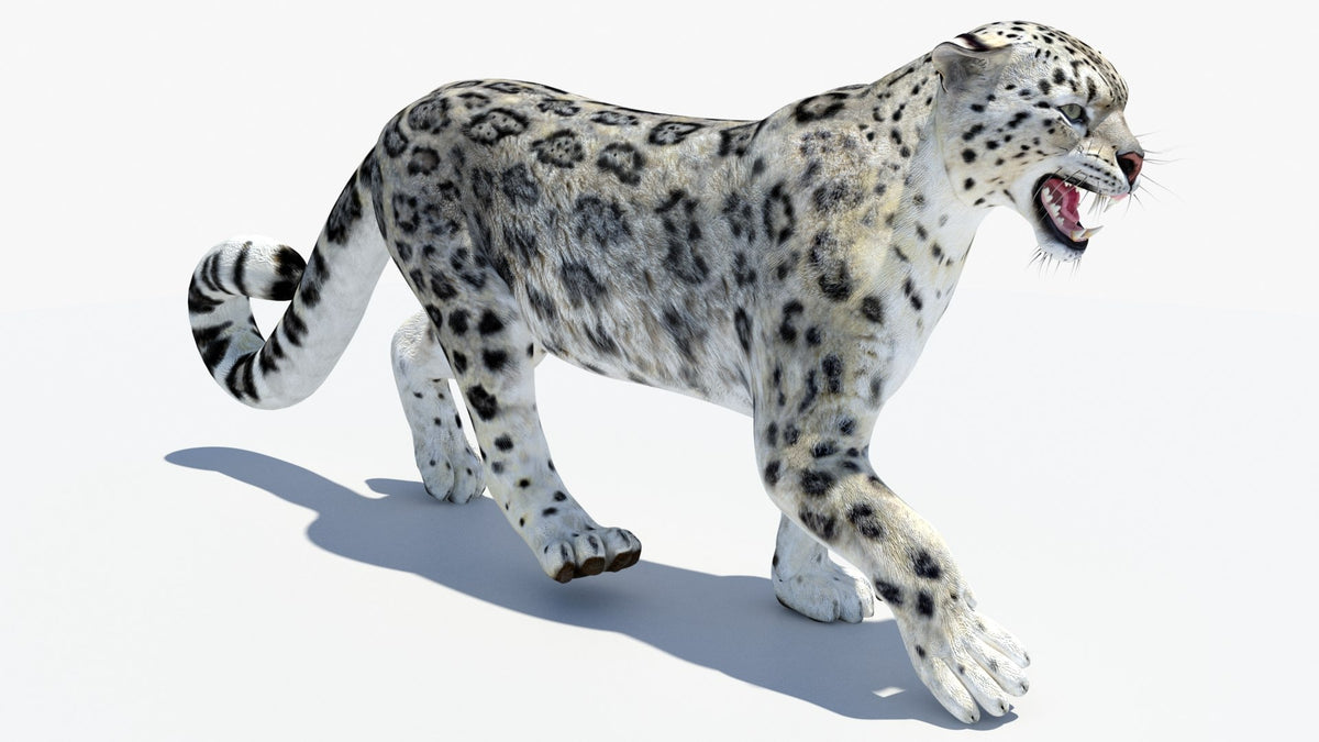 Snow leopard 3D model walking on a white background