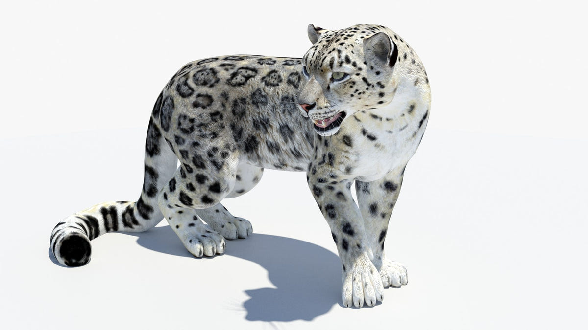 Animated Snow Leopard 3D Model
