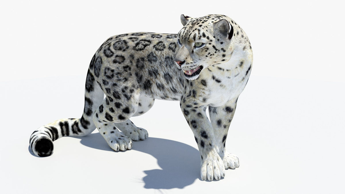 Animated Snow Leopard 3D Model