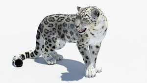 Animated Snow Leopard 3D Model Thumbnail