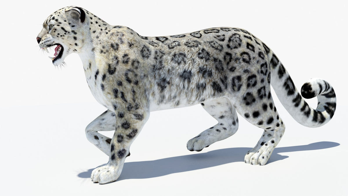 Animated Snow Leopard 3D Model