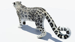 Animated Snow Leopard 3D Model Thumbnail