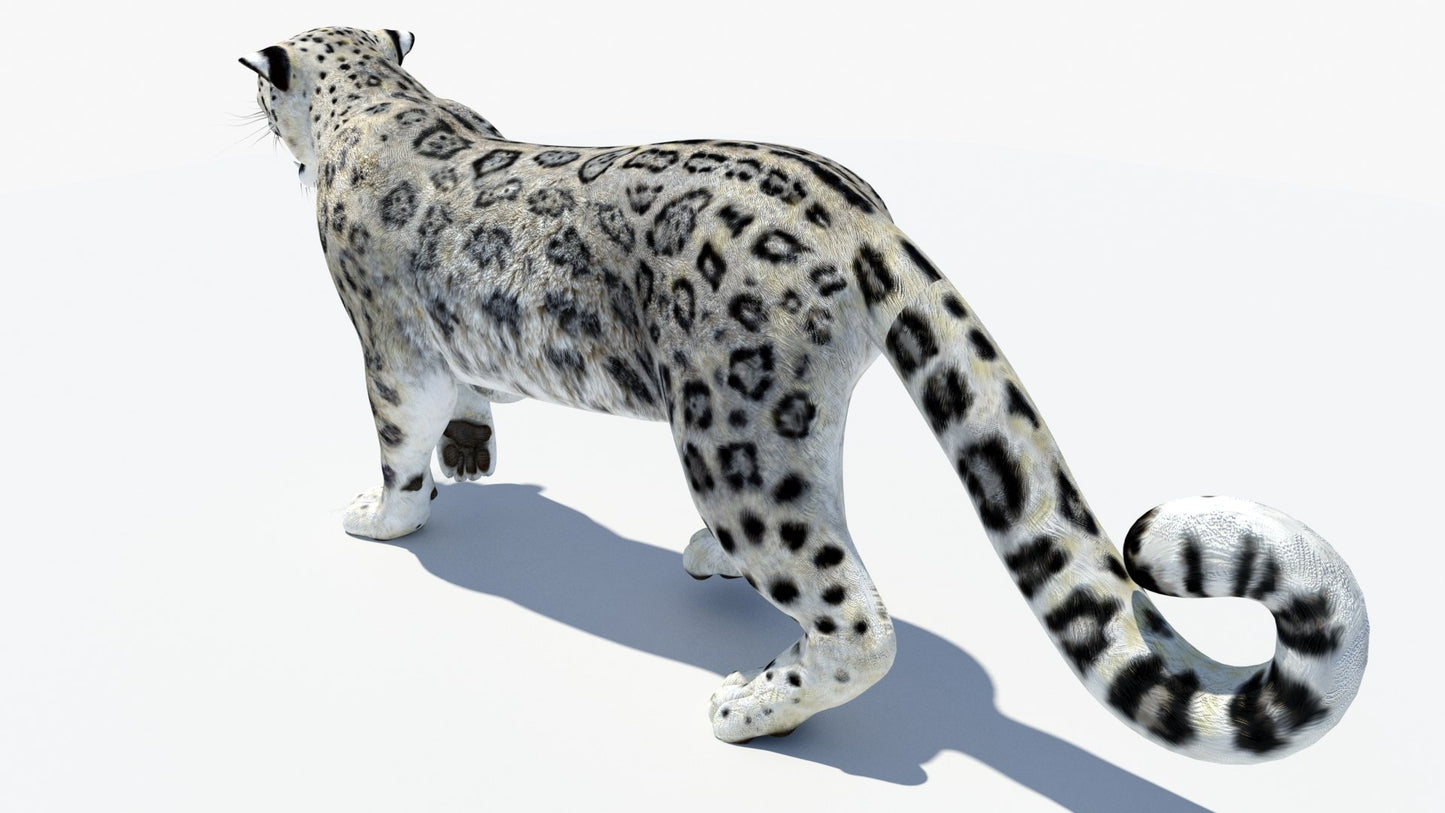 Animated Snow Leopard 3D Model
