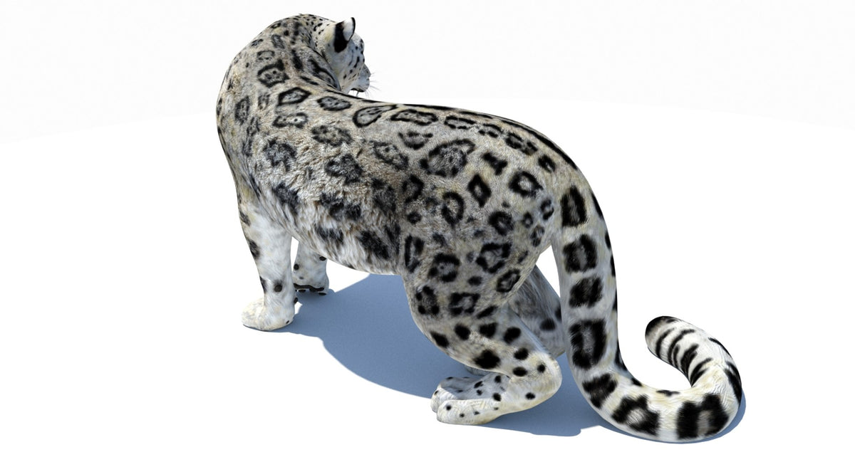 Animated Snow Leopard 3D Model