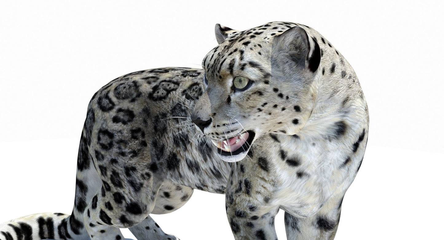 Animated Snow Leopard 3D Model