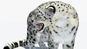 Animated Snow Leopard 3D Model for Game Thumbnail
