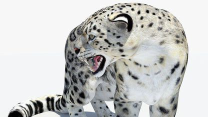 Animated Snow Leopard 3D Model