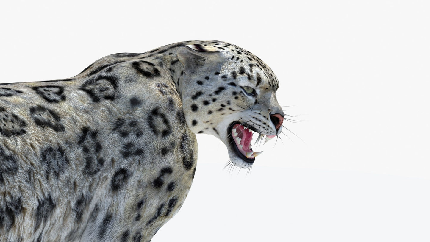 Animated Snow Leopard 3D Model