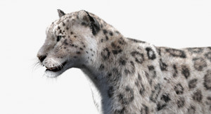 Snow Leopard 3D Model Head Close Up view with Fur and animations Thumbnail
