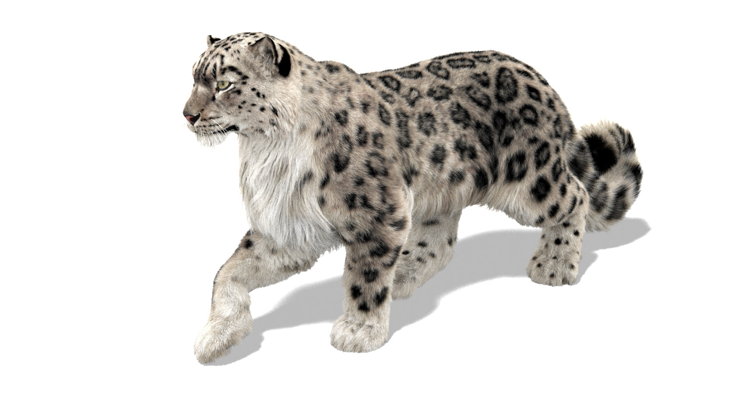 Animated Snow Leopard 3D Model with realistic Ornatrix 6 fur in a walking pose