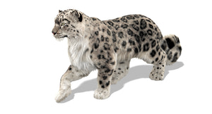 Animated Snow Leopard 3D Model with realistic Ornatrix 6 fur in a walking pose Thumbnail