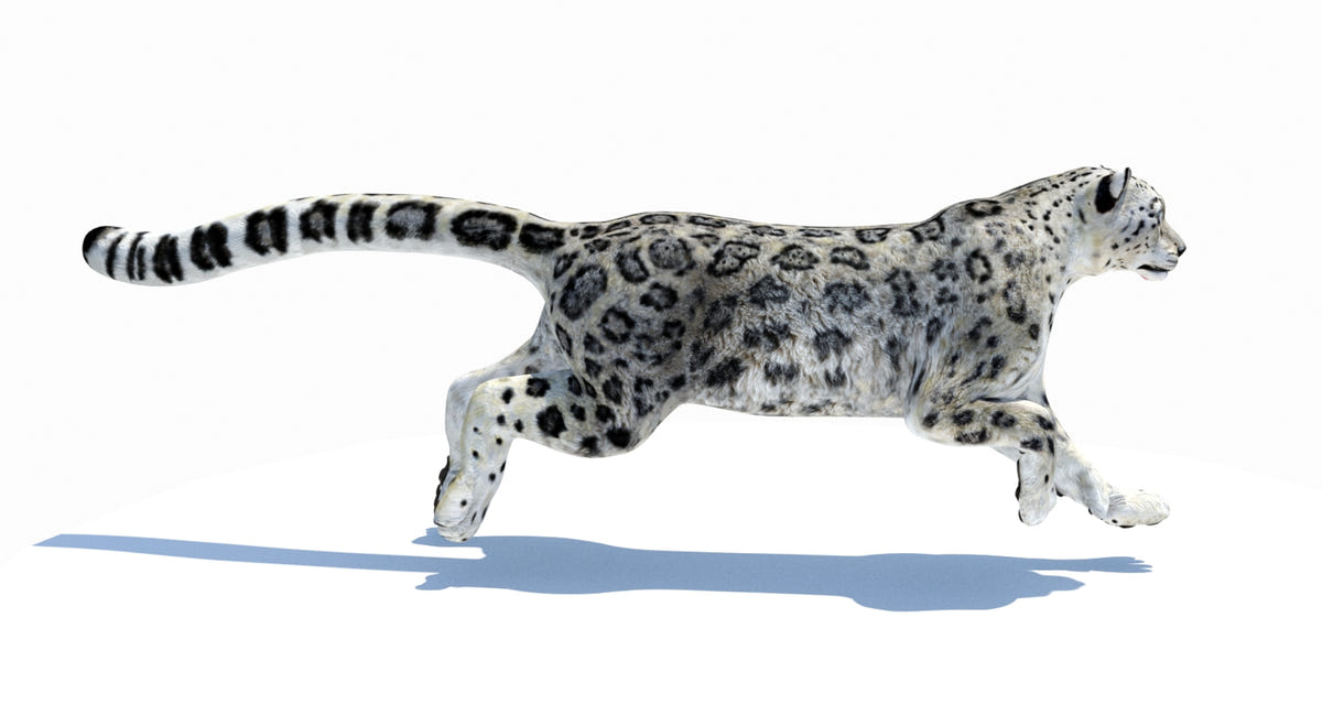 Animated Snow Leopard 3D Model - Game-Ready - 360 Degree View