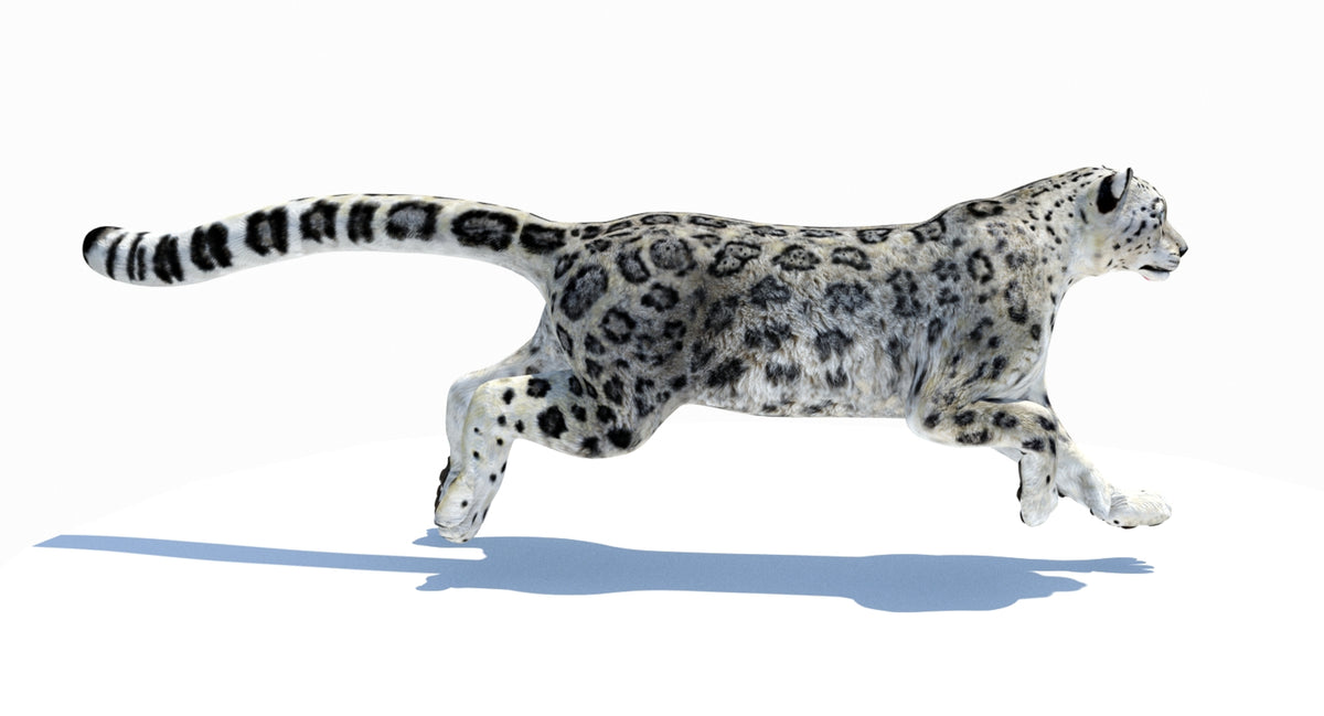 Animated Snow Leopard 3D Model - Game-Ready - 360 Degree View