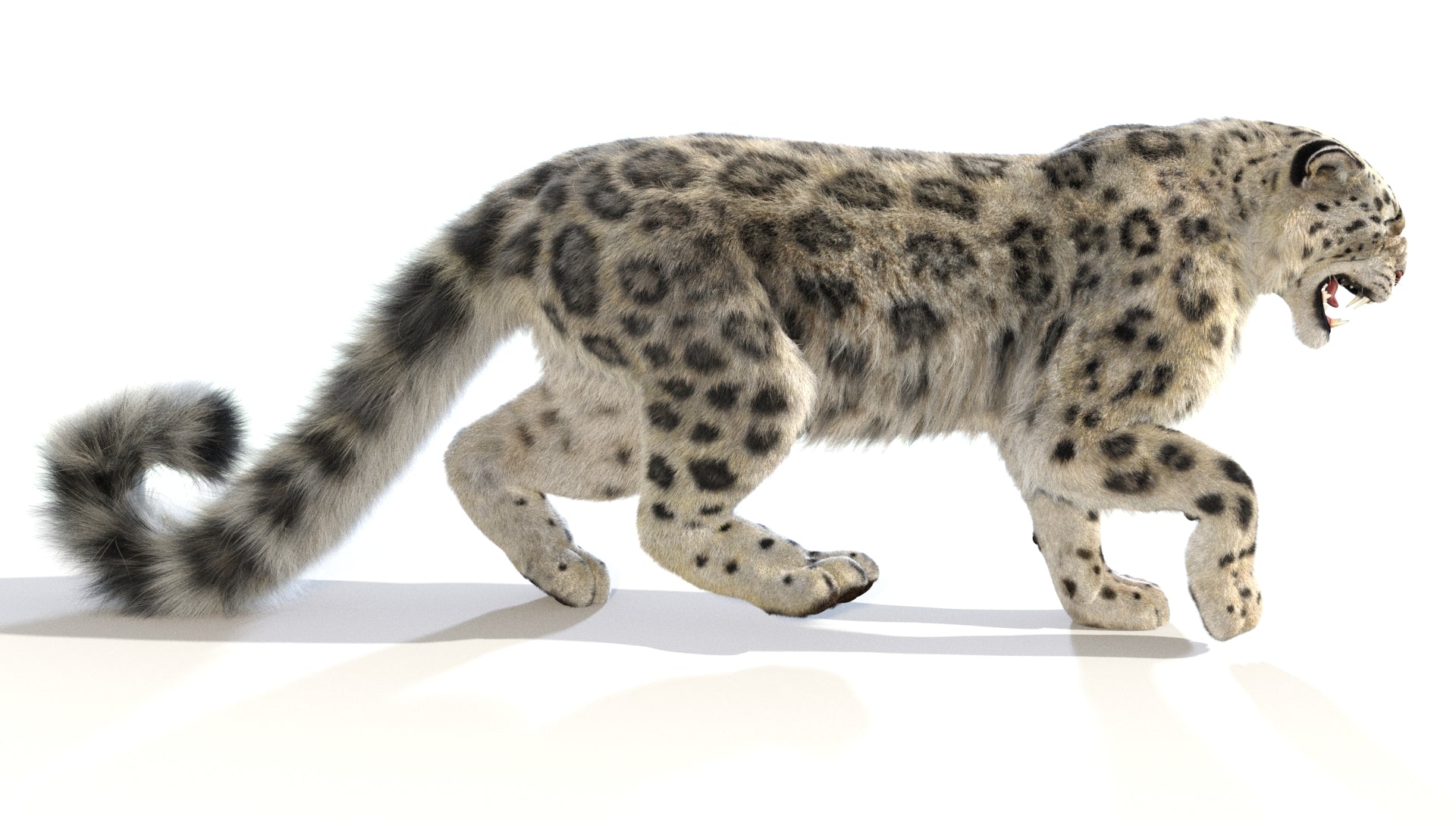 Animated Snow Leopard 3D Model with realistic fur in a walking side view