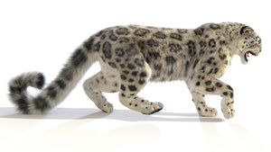 Animated Snow Leopard 3D Model with realistic fur in a walking side view Thumbnail