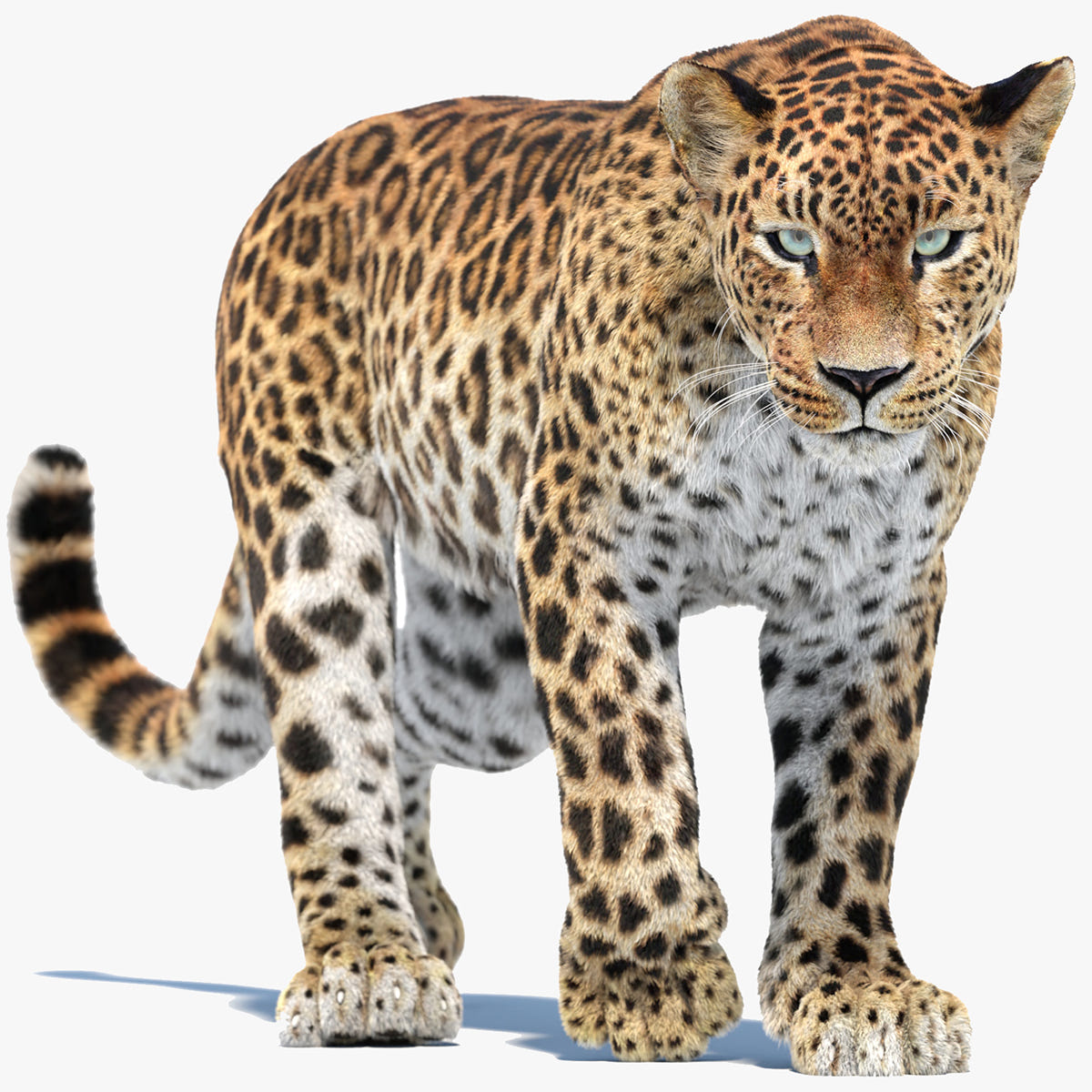 Animated Leopard 3D Model with Fur for Download