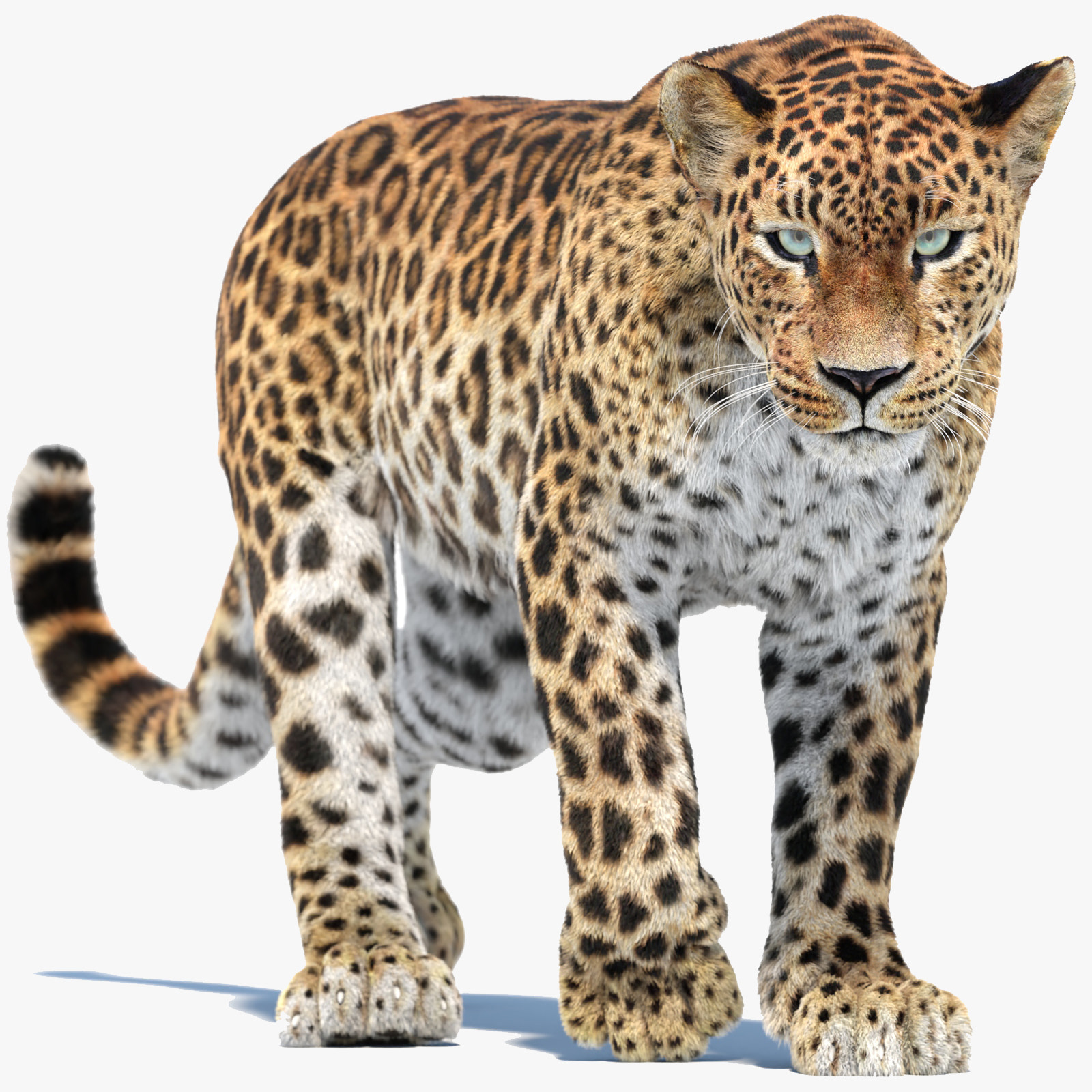 Animated Leopard 3D Model with Fur