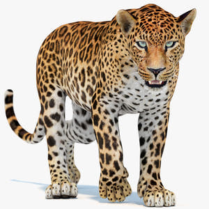 Animated Sri Lankan Leopard 3D Model Thumbnail