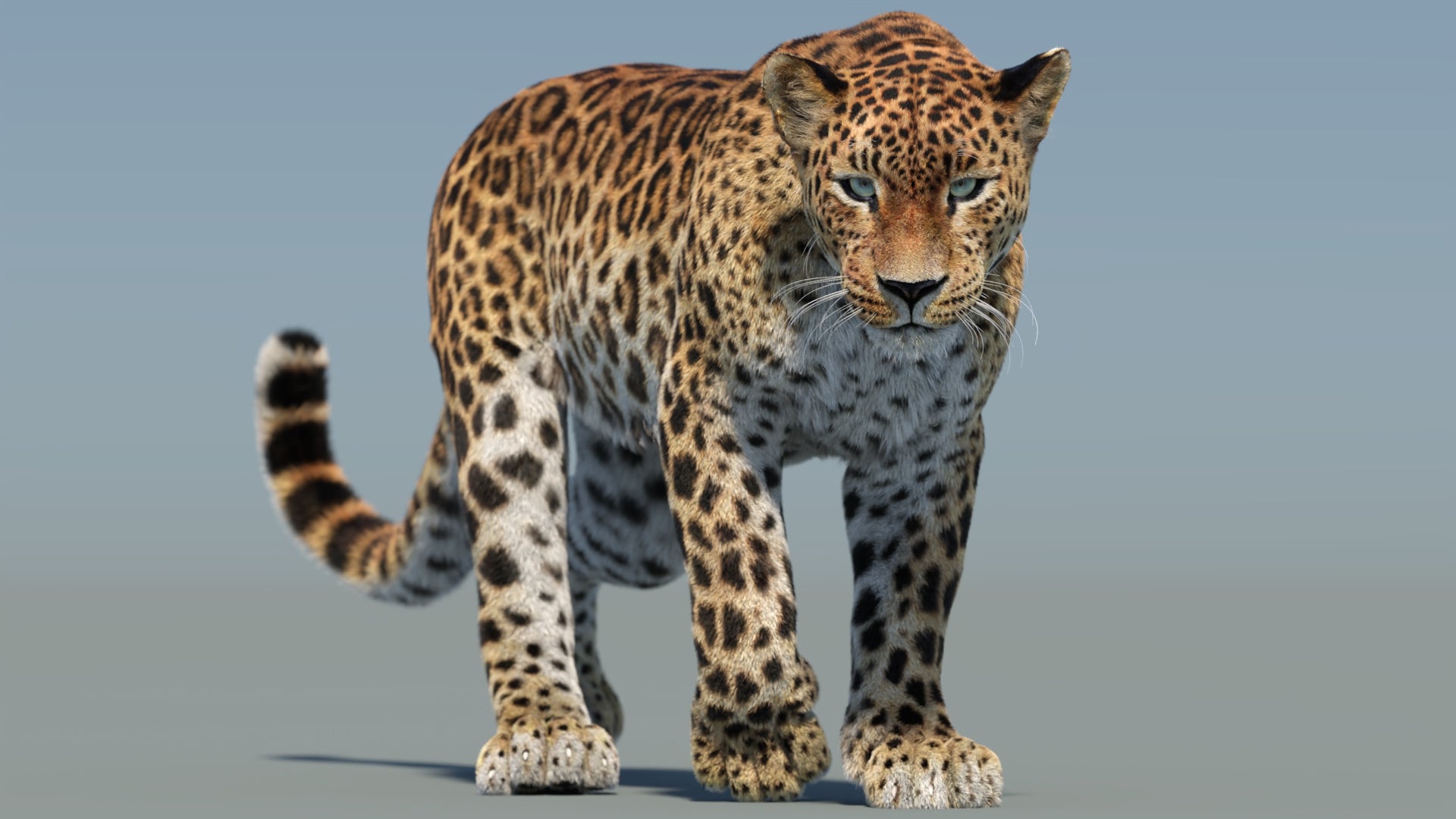 Big Cat 3D Model Rigged Animated Fur Bundle