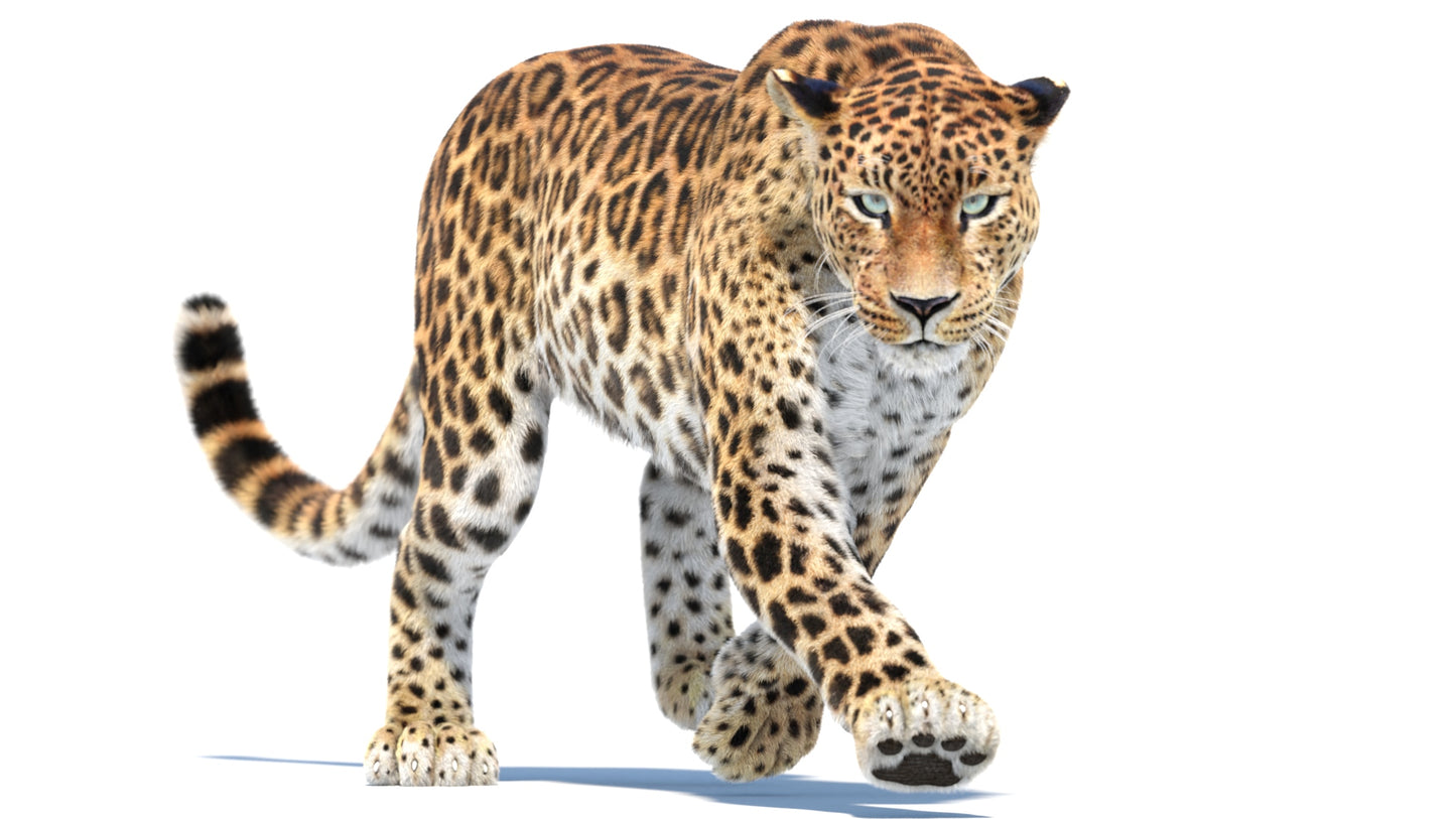 Big Cat 3D Model Rigged Animated Fur Bundle