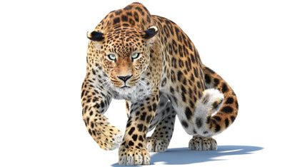 Big Cat 3D Model Rigged Animated Fur Bundle