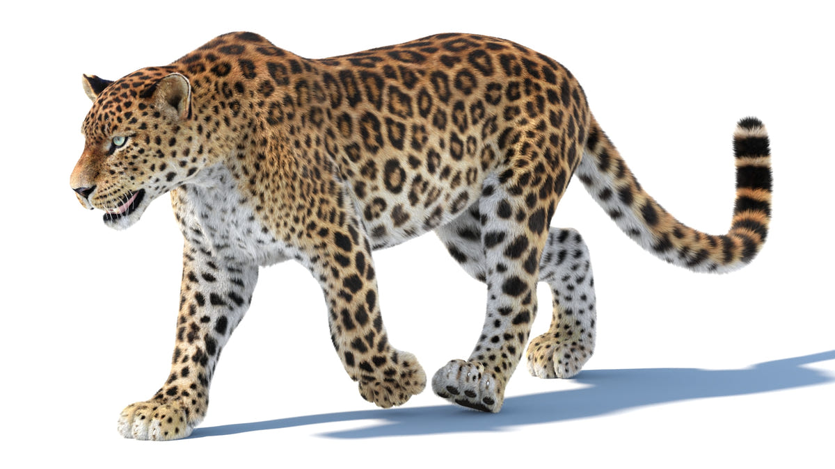 Side view of walking Sri Lankan Leopard 3D model with realistic hair groom using 3ds Max Hair and Fur modifier