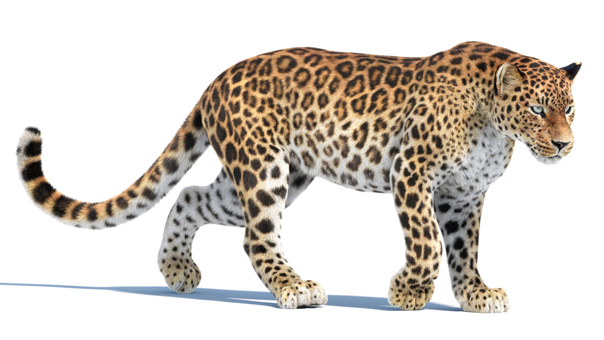 Realistic Sri Lankan Leopard 3D model available for download