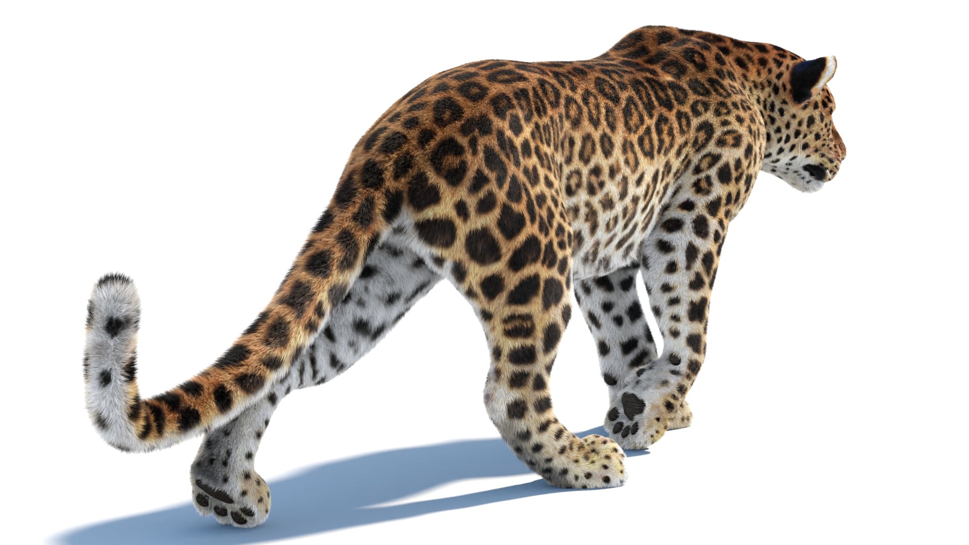 Big Cat 3D Model Rigged Animated Fur Bundle