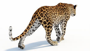 Animated Sri Lankan Leopard 3D Model Thumbnail
