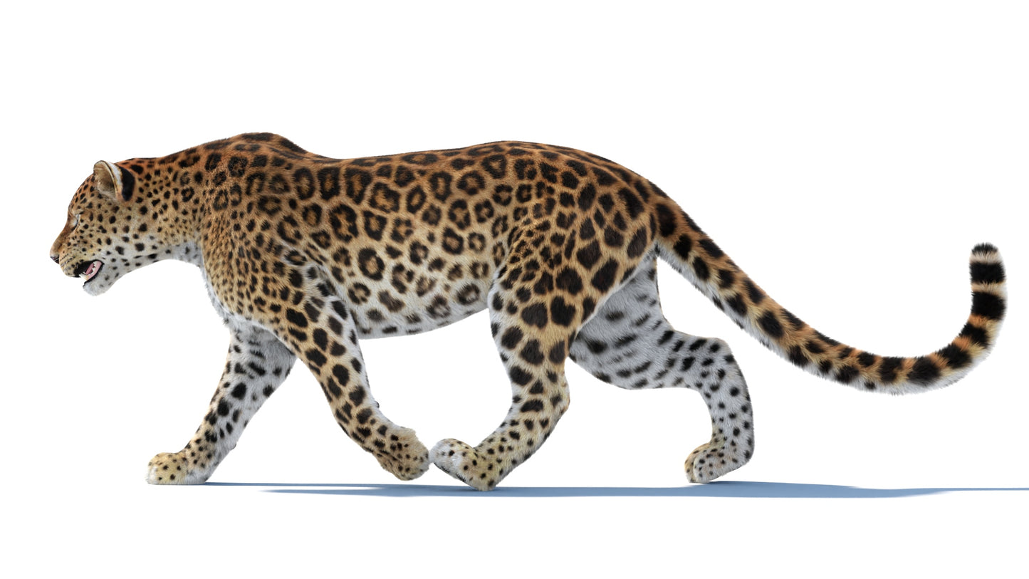 Big Cat 3D Model Rigged Animated Fur Bundle
