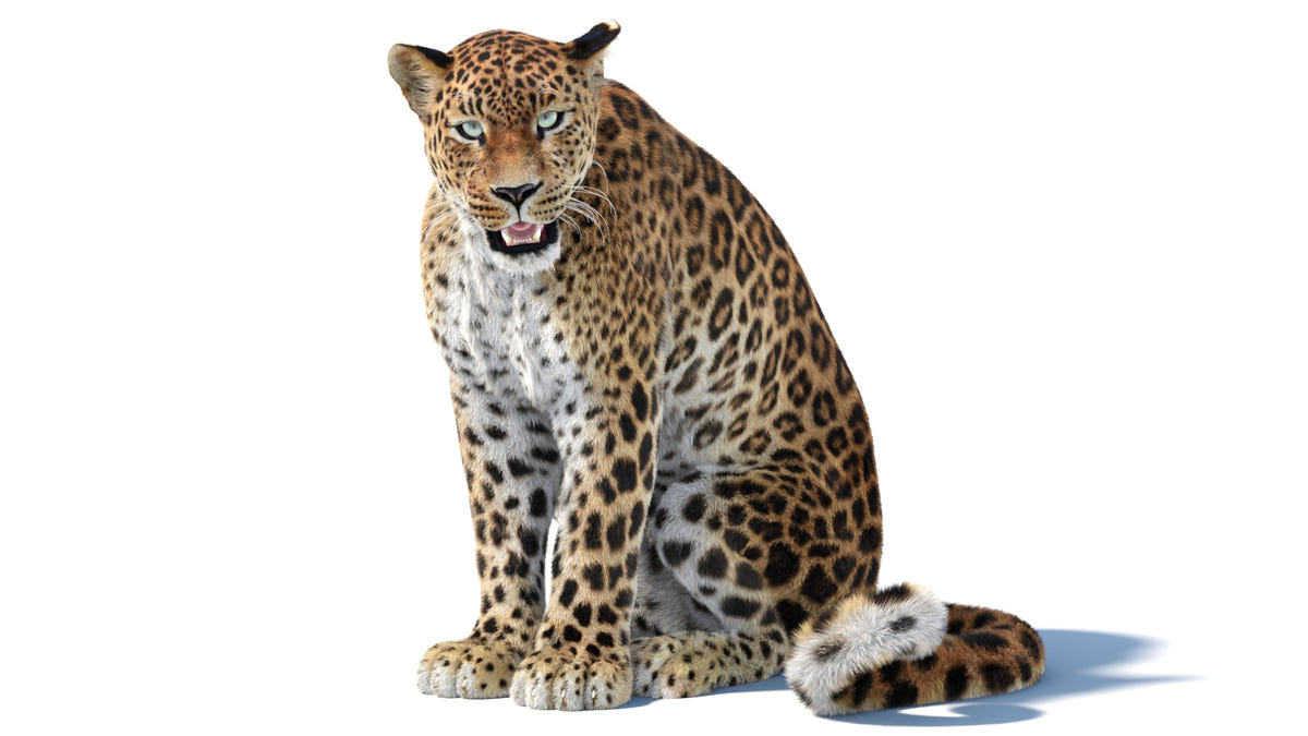 Sitting Sri Lankan Leopard 3D model with detailed fur and mouth open
