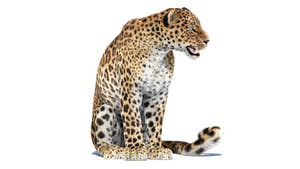 Sitting Sri Lankan Leopard 3D model with realistic fur shown from a different angle Thumbnail